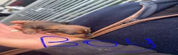 Patterjack dogs for sale: Beautiful Patterjacks puppies  - Advert 4