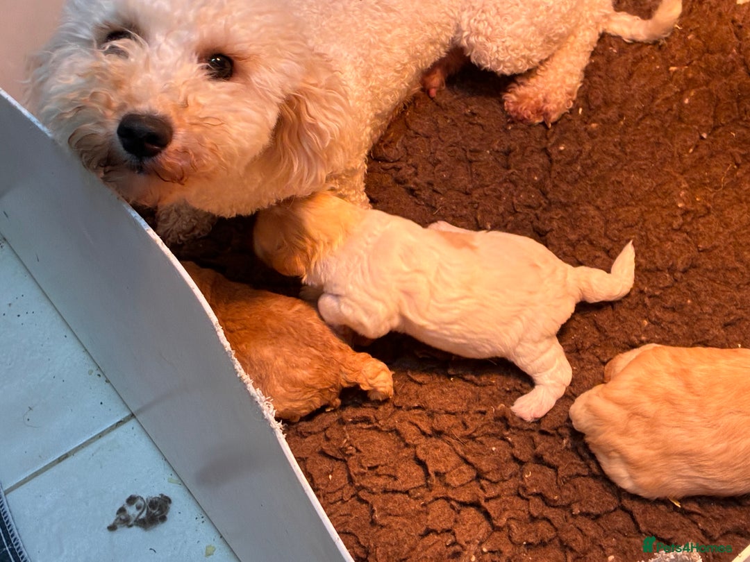 Poochon dogs for sale: ✨ Poochon Puppies Available ✨ - Image 7