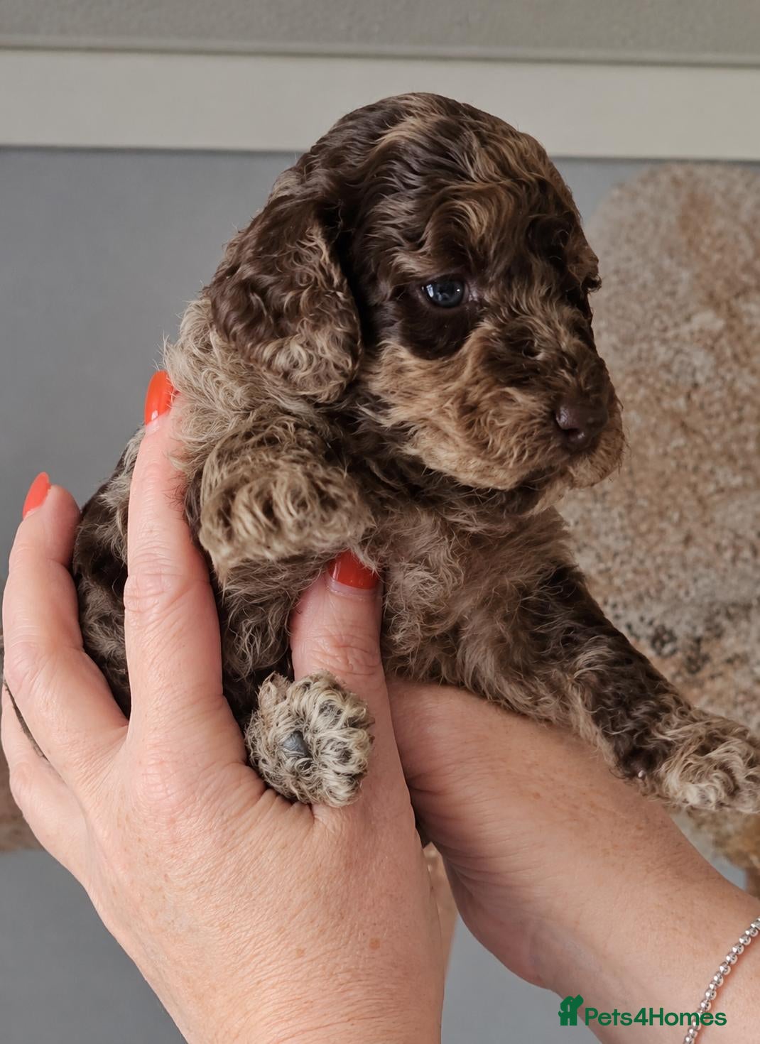 Cockapoo dogs Gorgeous merle and chocolate Cockapoos. - Advert 8