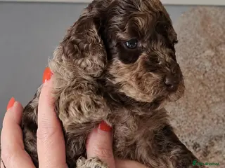 Cockapoo dogs Gorgeous merle and chocolate Cockapoos. - Advert 8