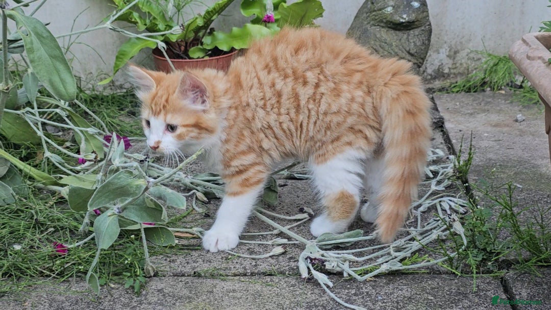 Mixed Breed cats for sale: Kittens  - Image 7