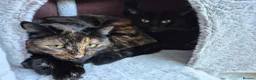 Mixed Breed cats for sale: 5 females for sale - Advert 9
