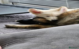 German Shepherd dogs for sale: ACE AND LUNA - Image 23