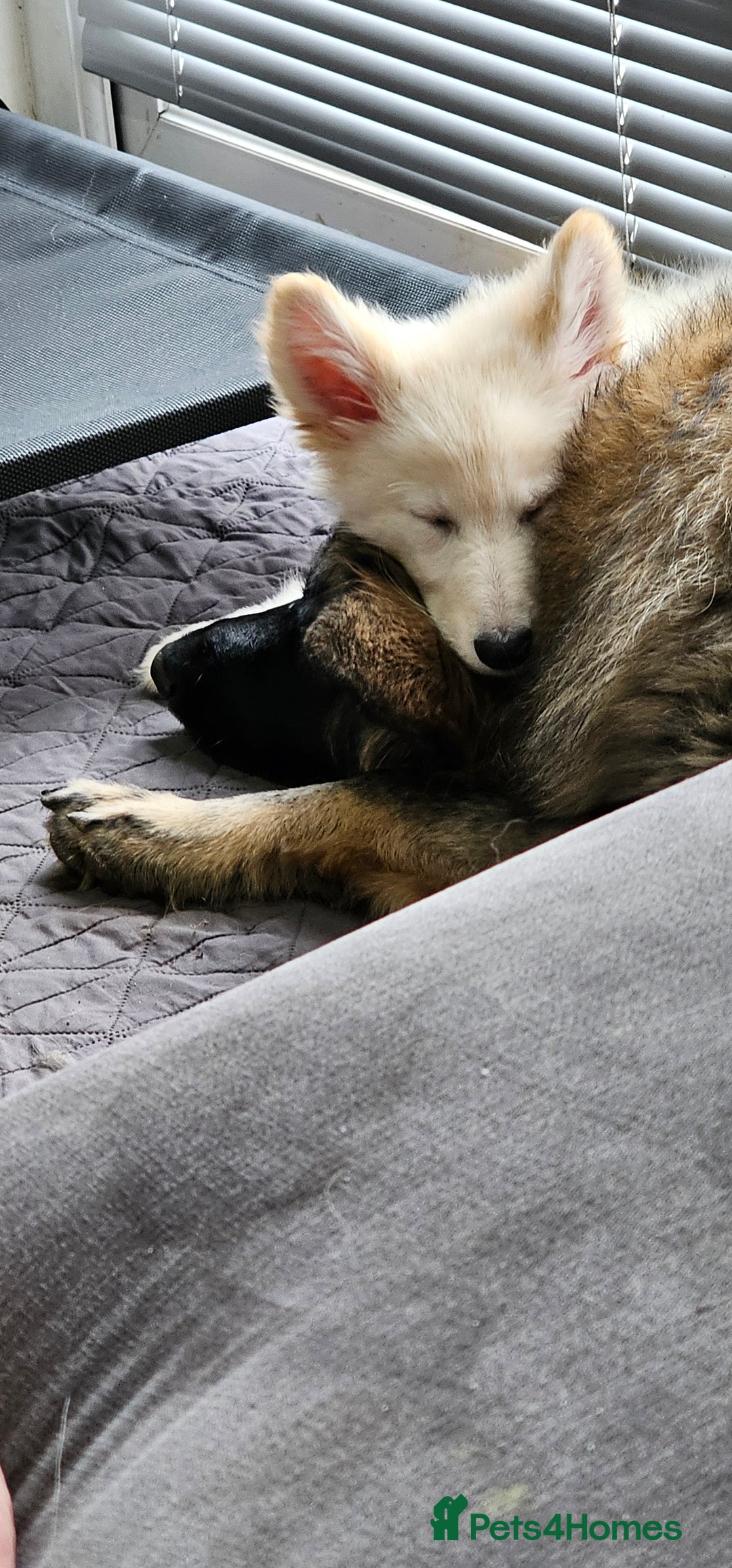 German Shepherd dogs for sale: ACE AND LUNA - Image 23