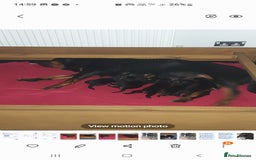 Rottweiler dogs for sale: Kc reg full German champion rottweiler puppies   - Image 11