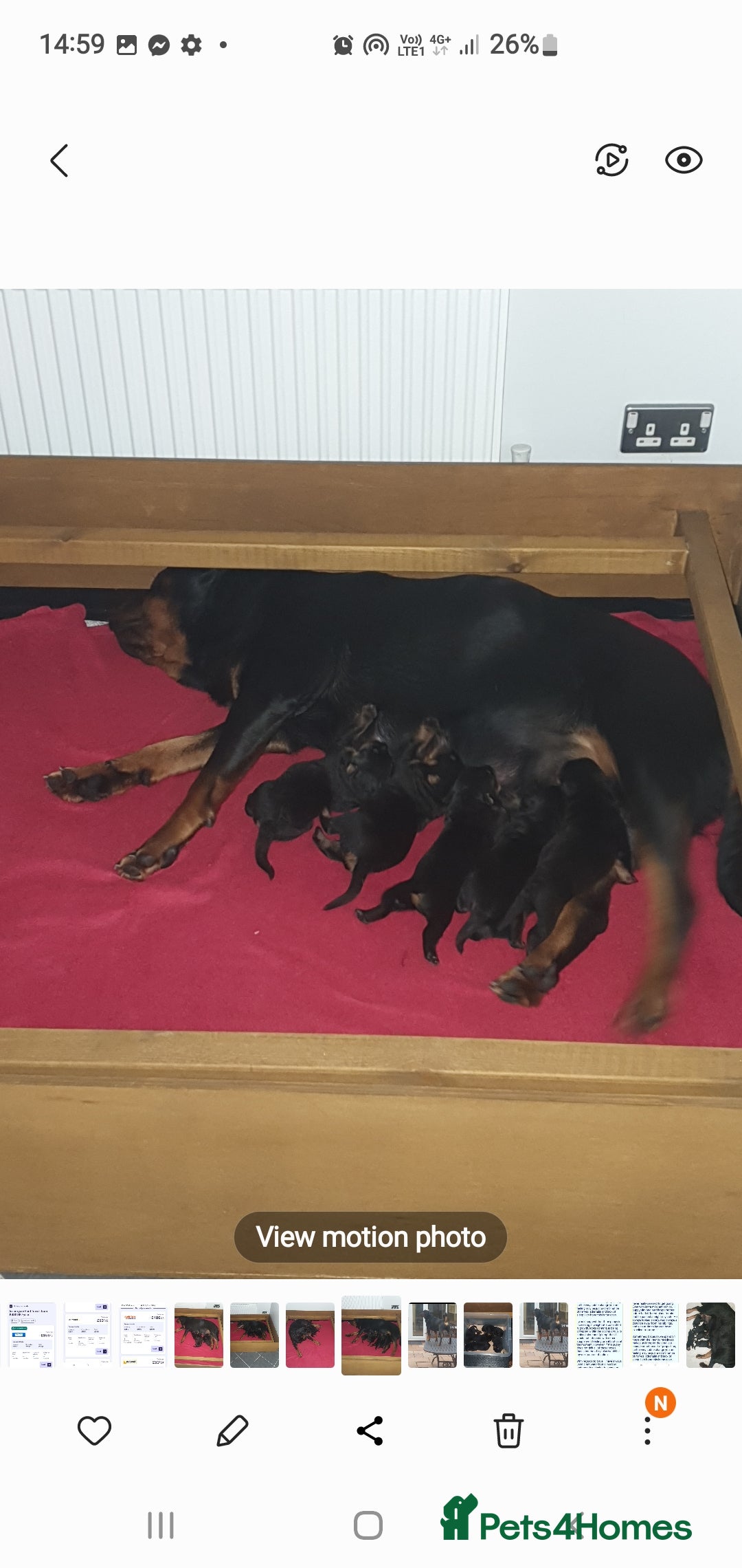 Rottweiler dogs for sale: Kc reg full German champion rottweiler puppies   - Image 11