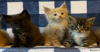 Maine Coon cats - Advert 2
