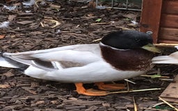 Ducks poultry for sale: CALL DUCKS (FEMALE) - Image 6