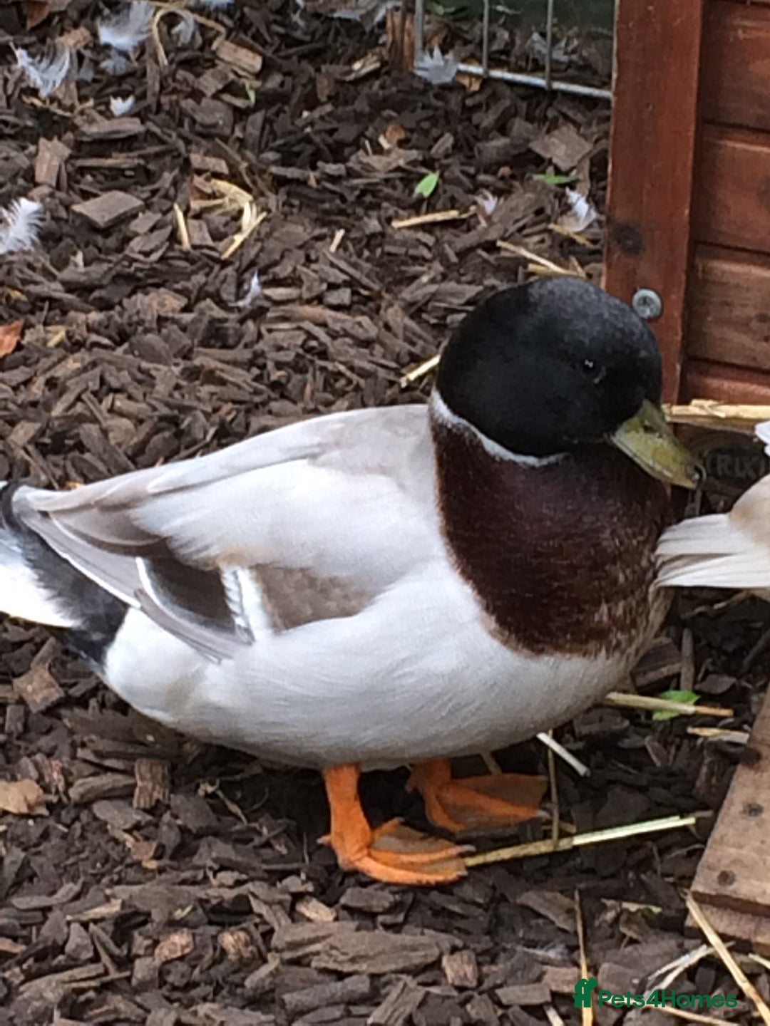 Ducks poultry for sale: CALL DUCKS (FEMALE) - Image 6