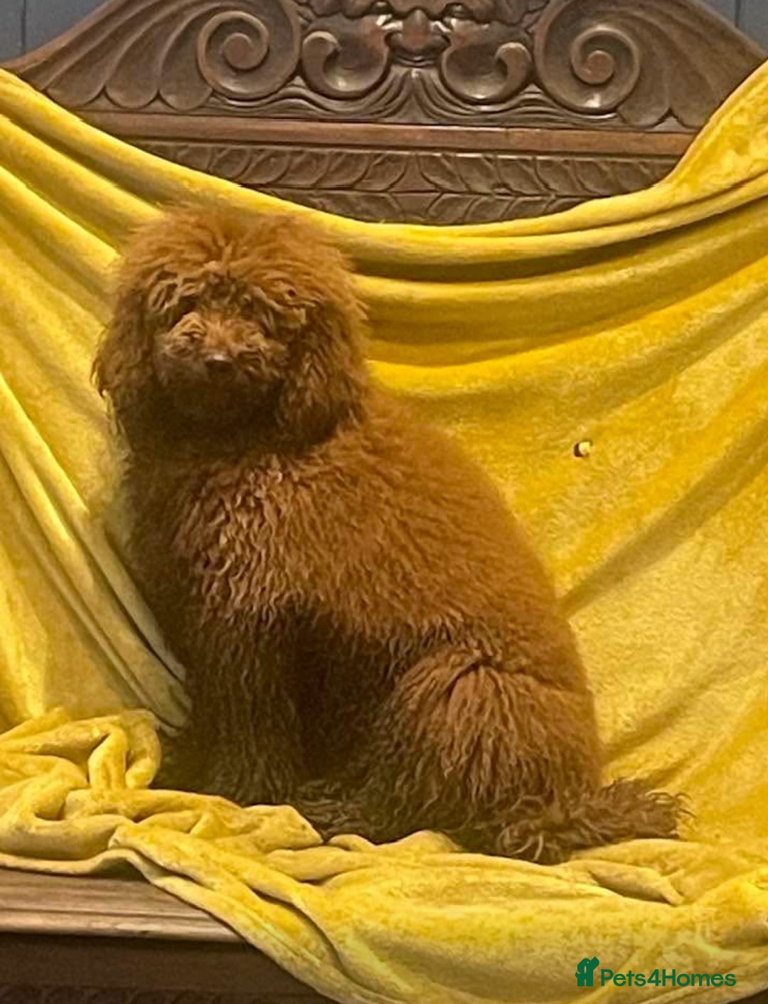 Cockapoo dogs for sale: Red, Chocolate and Merle Cockapoo Puppies - Image 11