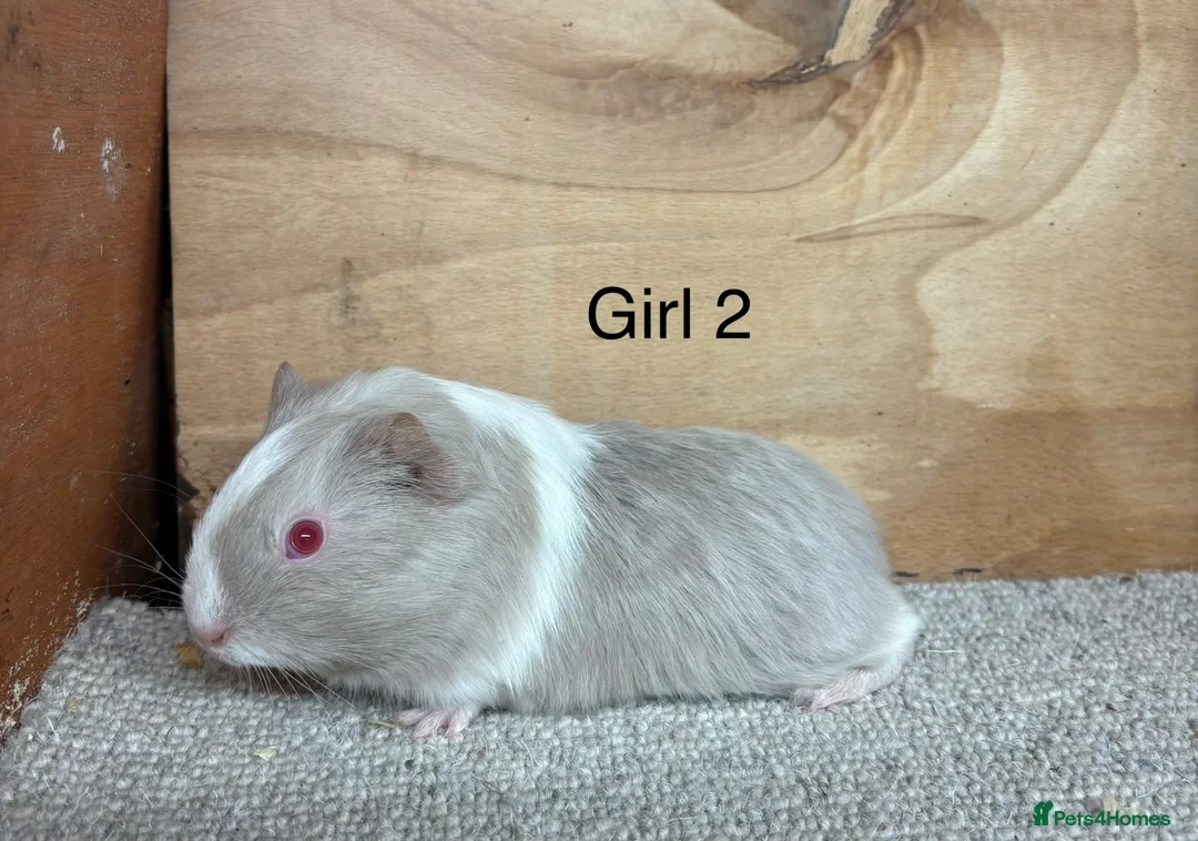 Guinea Pig rodents for sale: Male and female Guinea Pigs - Advert 2