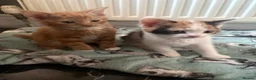 Aegean cats for sale: Aegean Kitten Female looking for forever home ❤️ - Advert 18