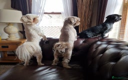 Shih Tzu dogs for sale: 6 Snow White Shih Tzu Pups.  - Image 19