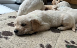 Golden Retriever dogs for sale: Golden retriever pups  - Image 6