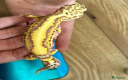 Gecko reptiles for sale: Yellow Leopard Gecko + Full setup  - Image 5