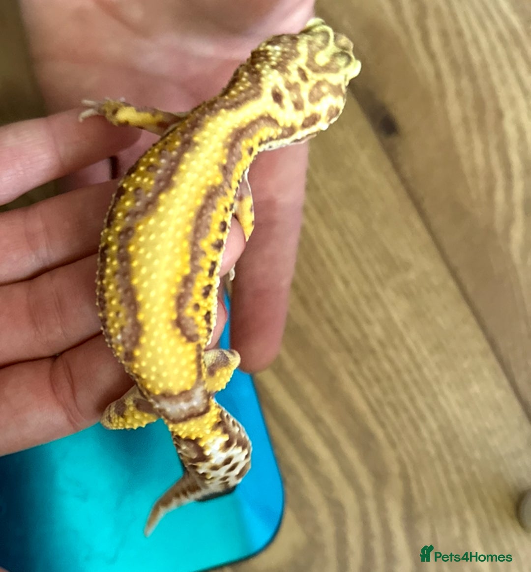 Gecko reptiles for sale: Yellow Leopard Gecko + Full setup  - Image 5