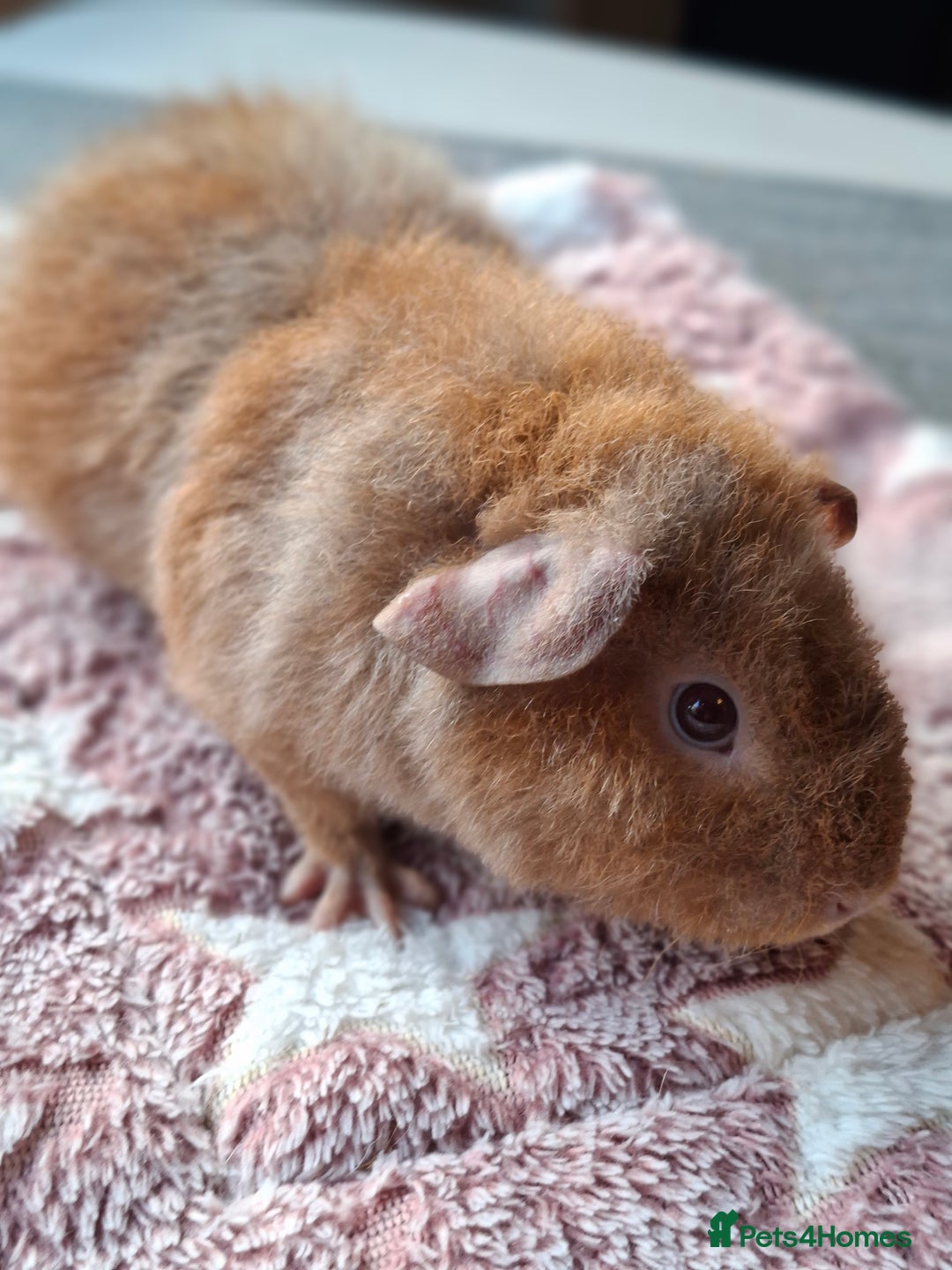 Guinea Pig rodents for sale: Gorgeous male and female Pure Teddy Guinea pigs  - Advert 2
