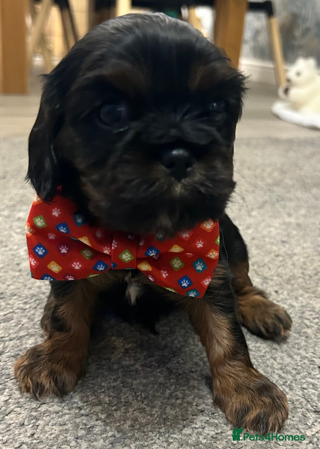 Cavalier King Charles Spaniel dogs for sale: KC registered Cavalier King Spaniel puppies - Advert 16