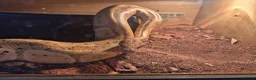 Python Snake reptiles for sale: Female royal pythons - Advert 1