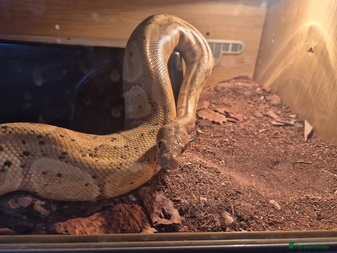 Python Snake reptiles for sale: Female royal pythons - Advert 1