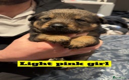 Mixed Breed dogs for sale: Rottweiler x Akita  - Image 6