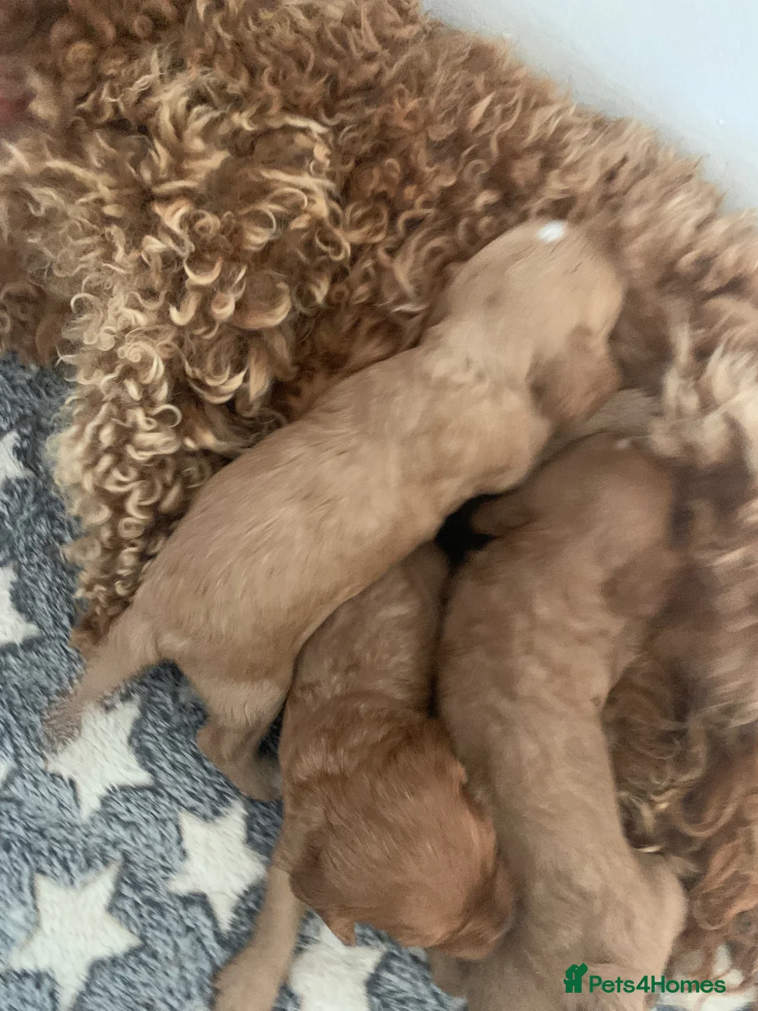 Cavapoo dogs for sale: STUNNING DNA TESTED TOY CAVAPOOS - Advert 11