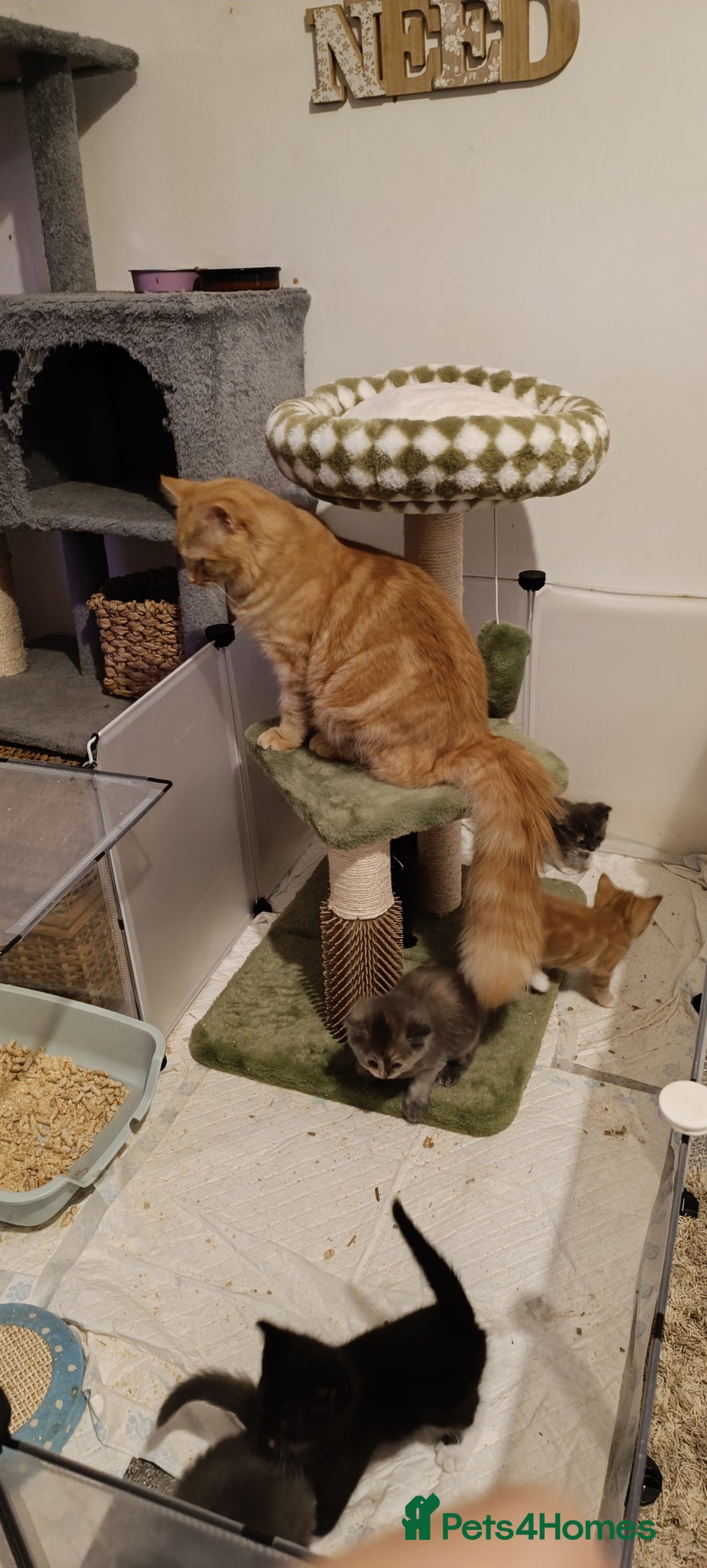 Mixed Breed cats for sale: Gorgeous kittens  - Image 7