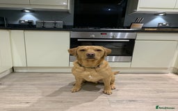 Labrador Retriever dogs for sale: My Boy Lenny - Labrador  - Image 30