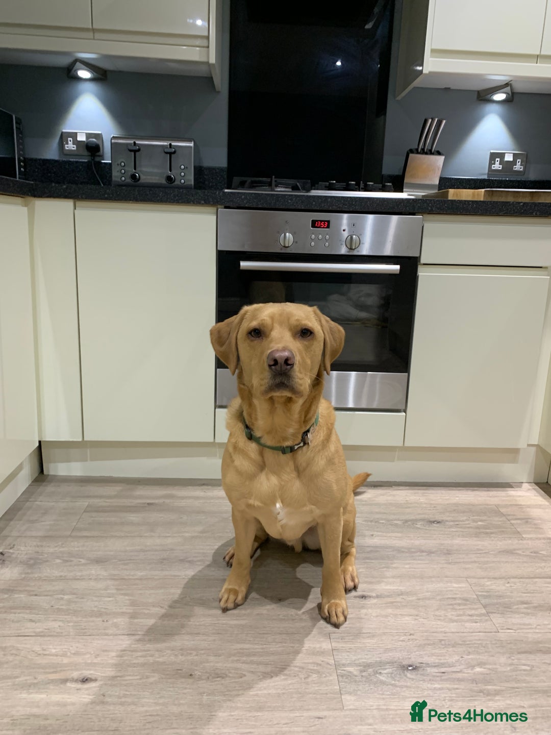 Labrador Retriever dogs for sale: My Boy Lenny - Labrador  - Image 30