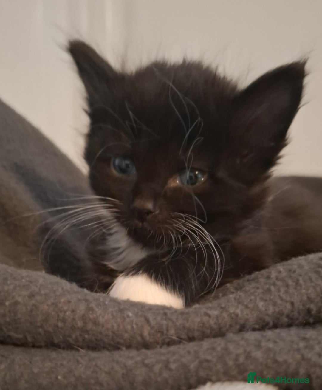 Mixed Breed cats for sale: Mixed bread  - Image 2