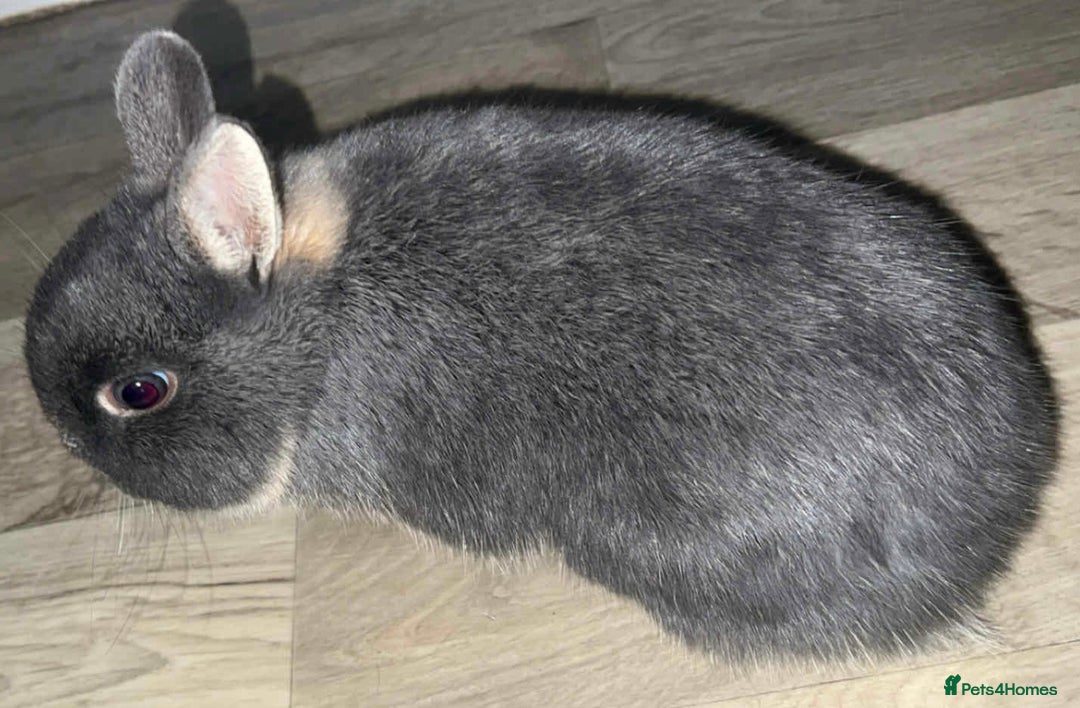 Netherland Dwarf rabbits for sale: Netherland dwarf bucks  - Advert 8