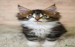 Maine Coon cats for sale: 🥇 5 Generation Pedigree - TICA registered  🌟 - Advert 30
