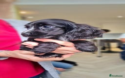 Cocker Spaniel dogs for sale: Show cocker spaniels  - Image 35