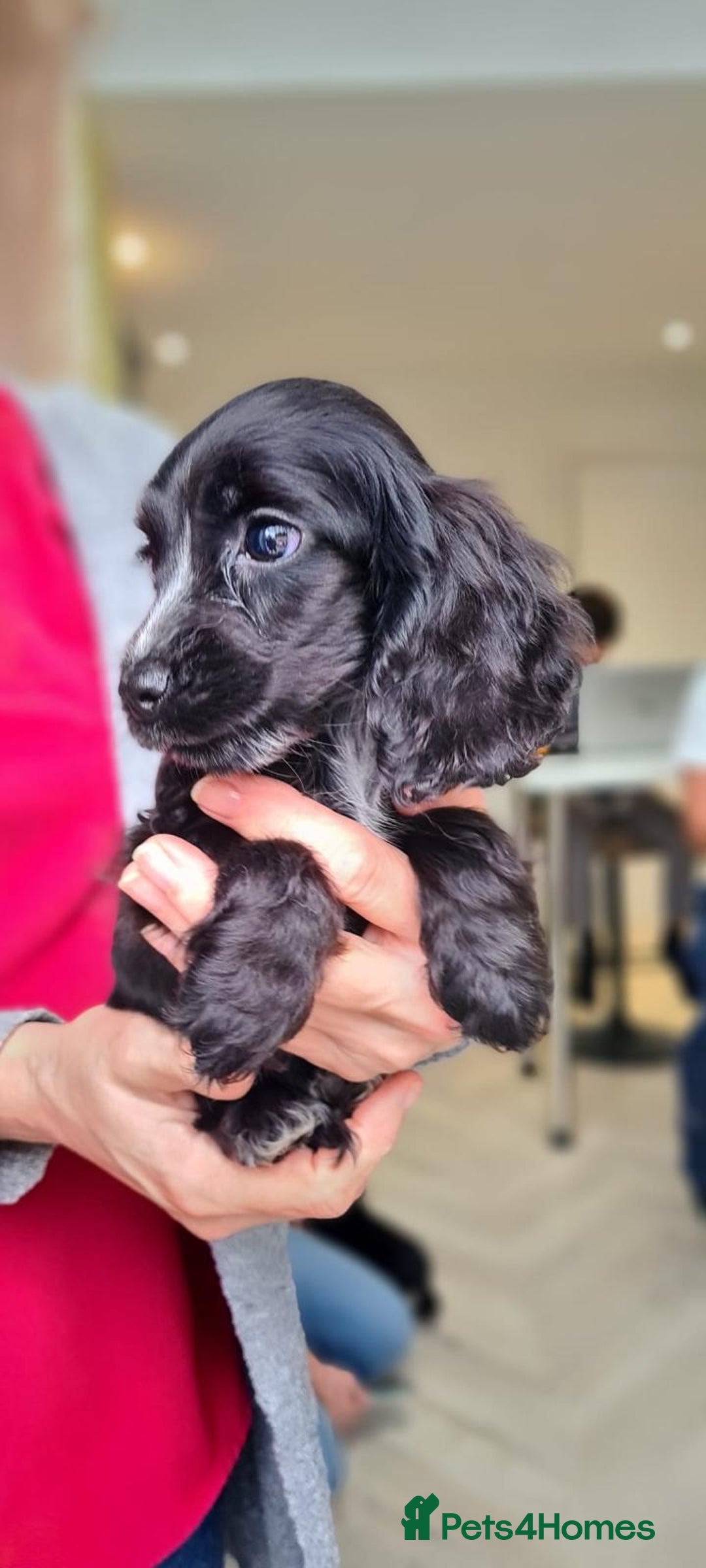 Cocker Spaniel dogs for sale: Show cocker spaniels  - Image 35