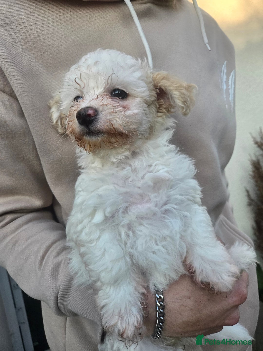 Maltese dogs for sale: Beautiful Maltese Puppy – Child & Cat Friendly - Advert 12