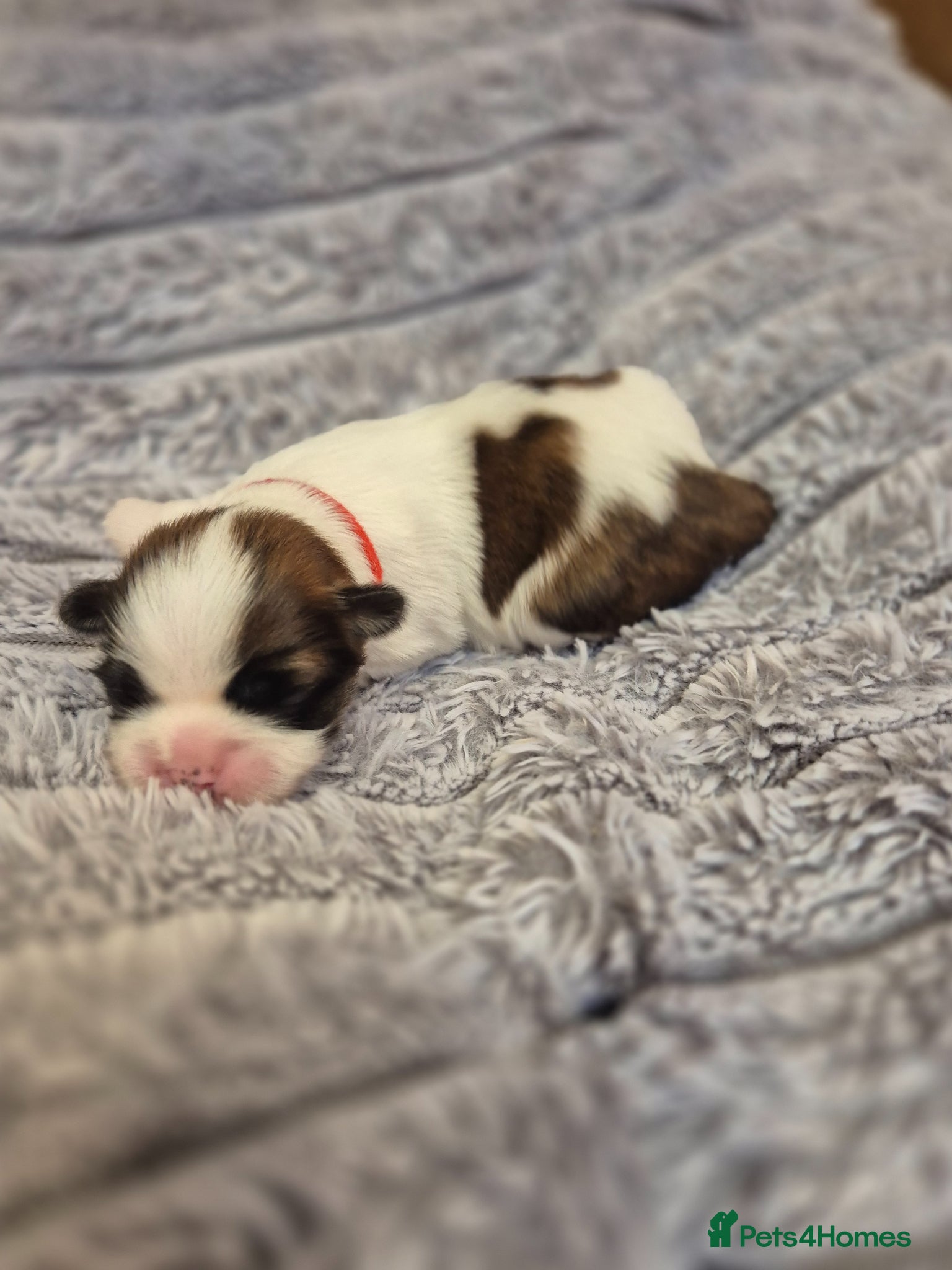 Lhasa Apso dogs LHASA APSO KC PUPPIES 4 girls 1 boy  - Advert 5