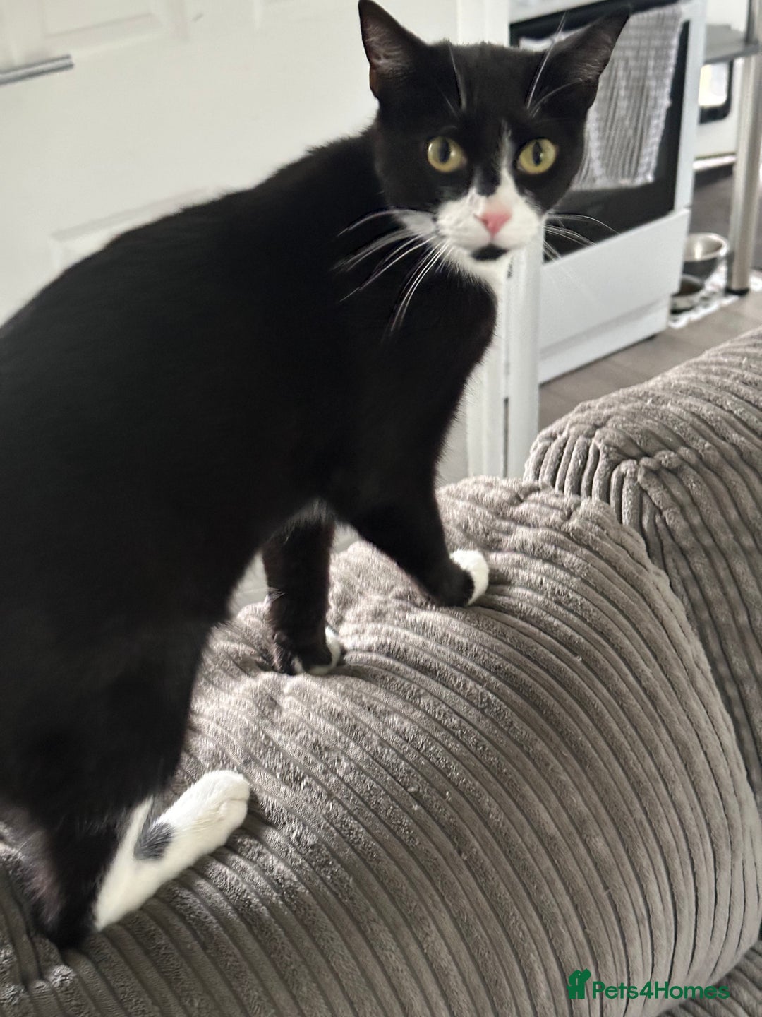 Domestic Shorthair cats for sale: 2 lovely brothers need a loving home  - Image 4