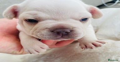 French Bulldog dogs - Advert 3