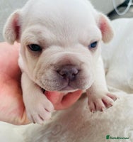 French Bulldog dogs - Advert 3