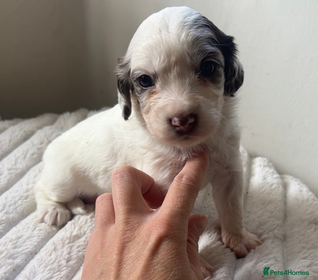 Cockapoo dogs for sale: 🌈 Outstanding rainbow Cockapoo Puppies 🐶 - Image 6
