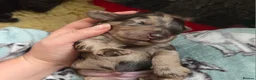 Cockapoo dogs for sale: Multigen Chocolate Merle Cockapoo Puppies - Advert 24