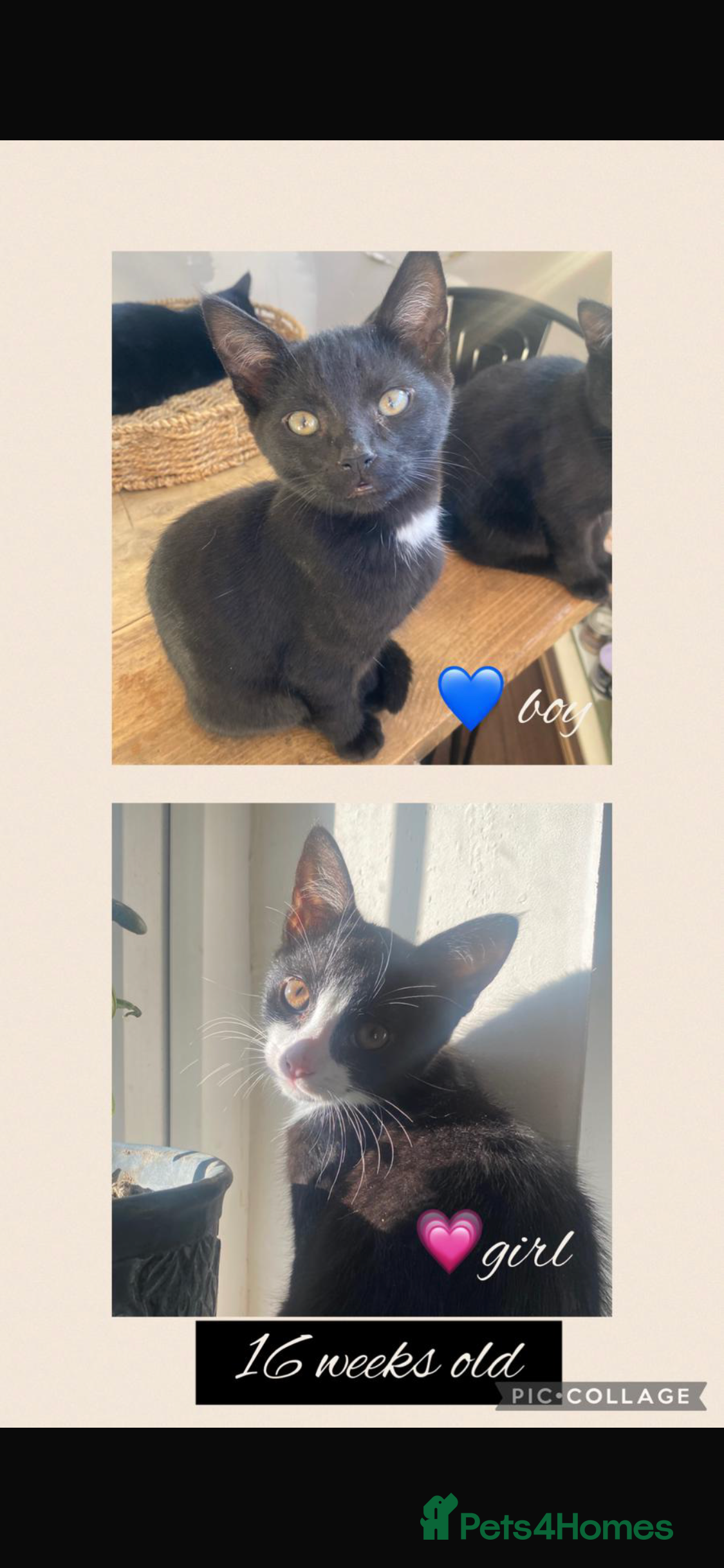 Mixed Breed cats 4 kittens for sale - Advert 1