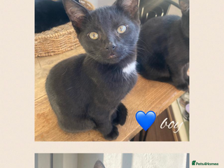 Mixed Breed cats 4 kittens for sale - Advert 1