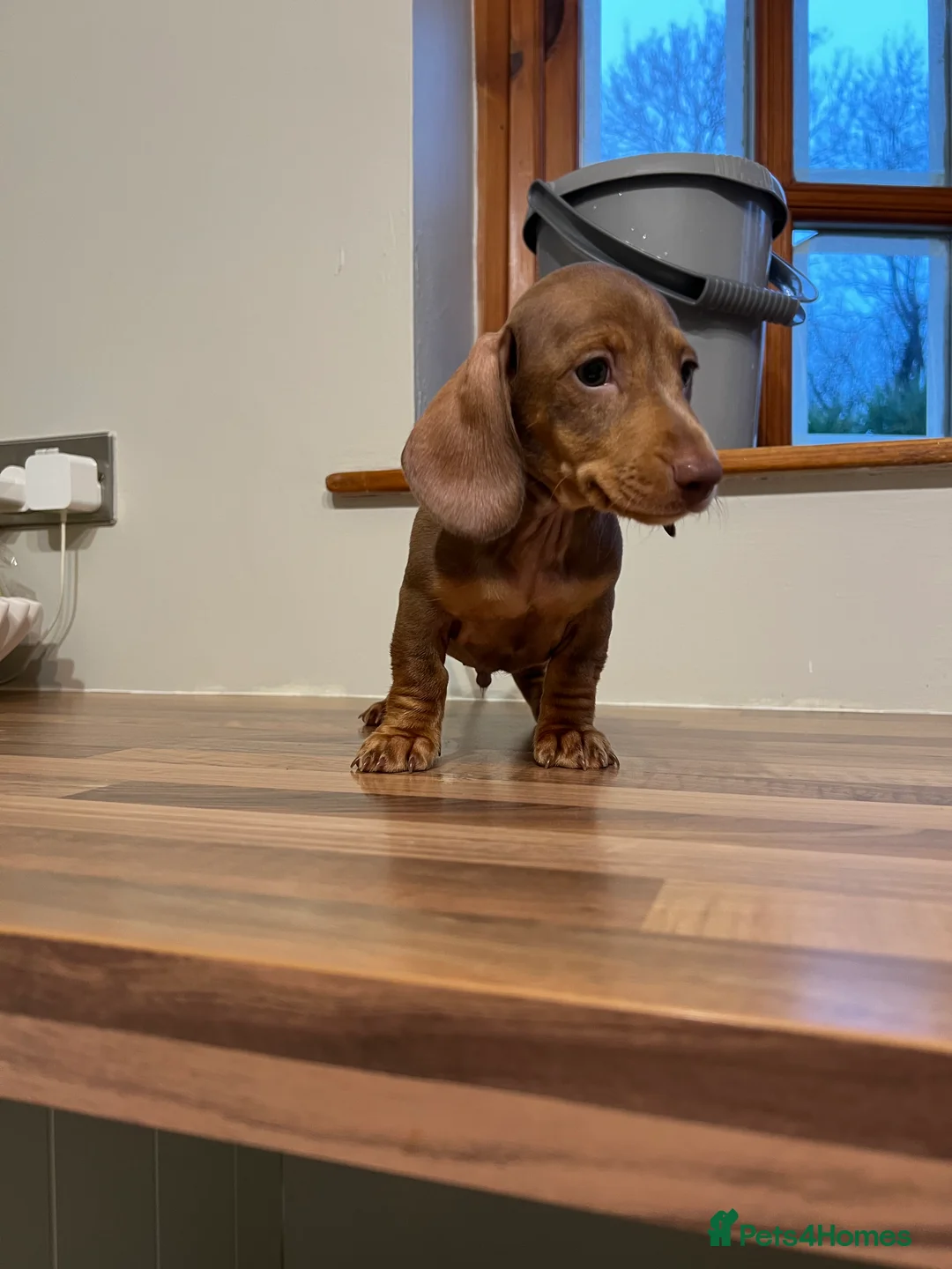 Miniature Dachshund dogs for sale: Boy miniature dachshund  - Advert 3