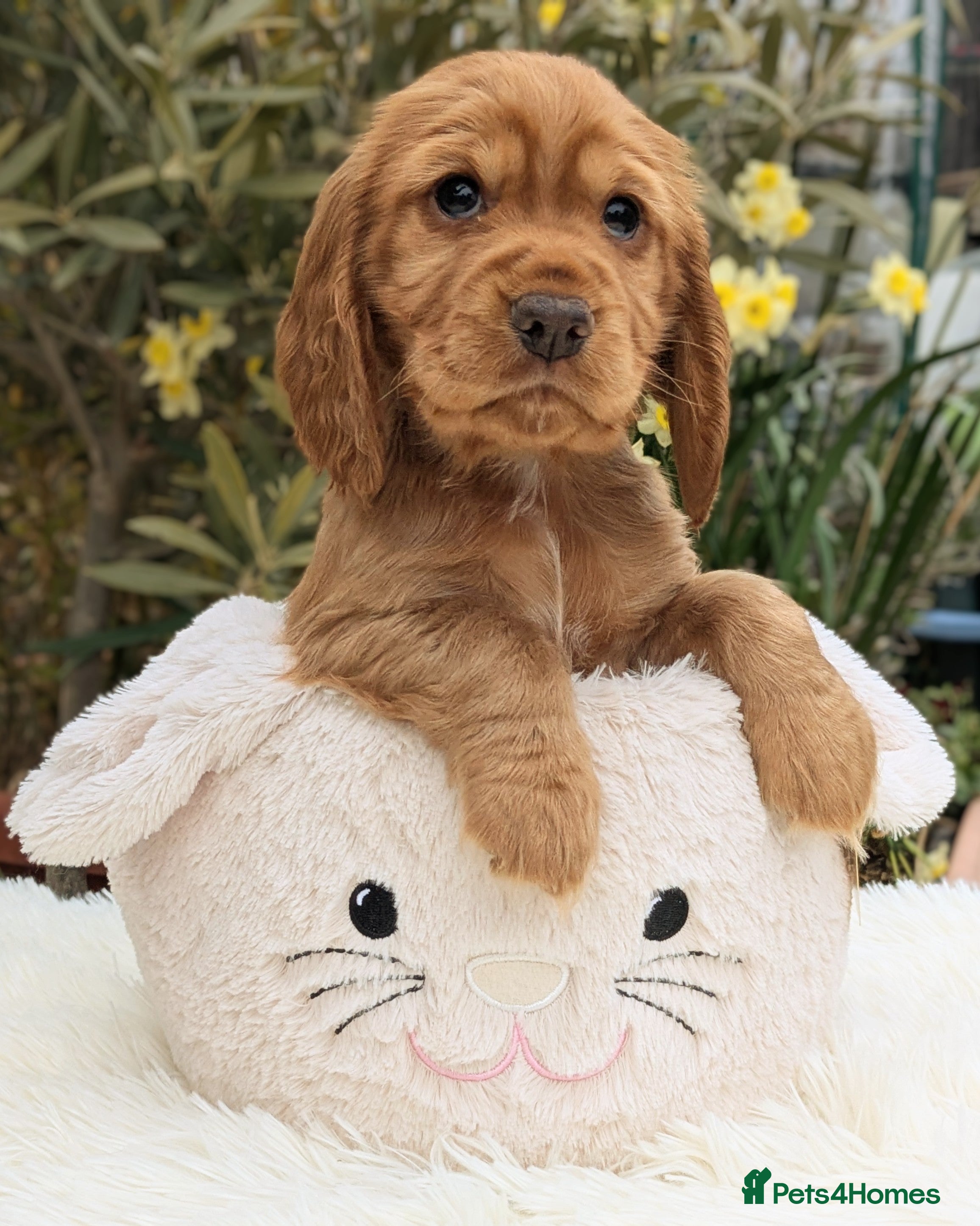 Cocker Spaniel dogs Beautiful KC Reg Cocker Spaniels -1 girl remaining - Advert 2