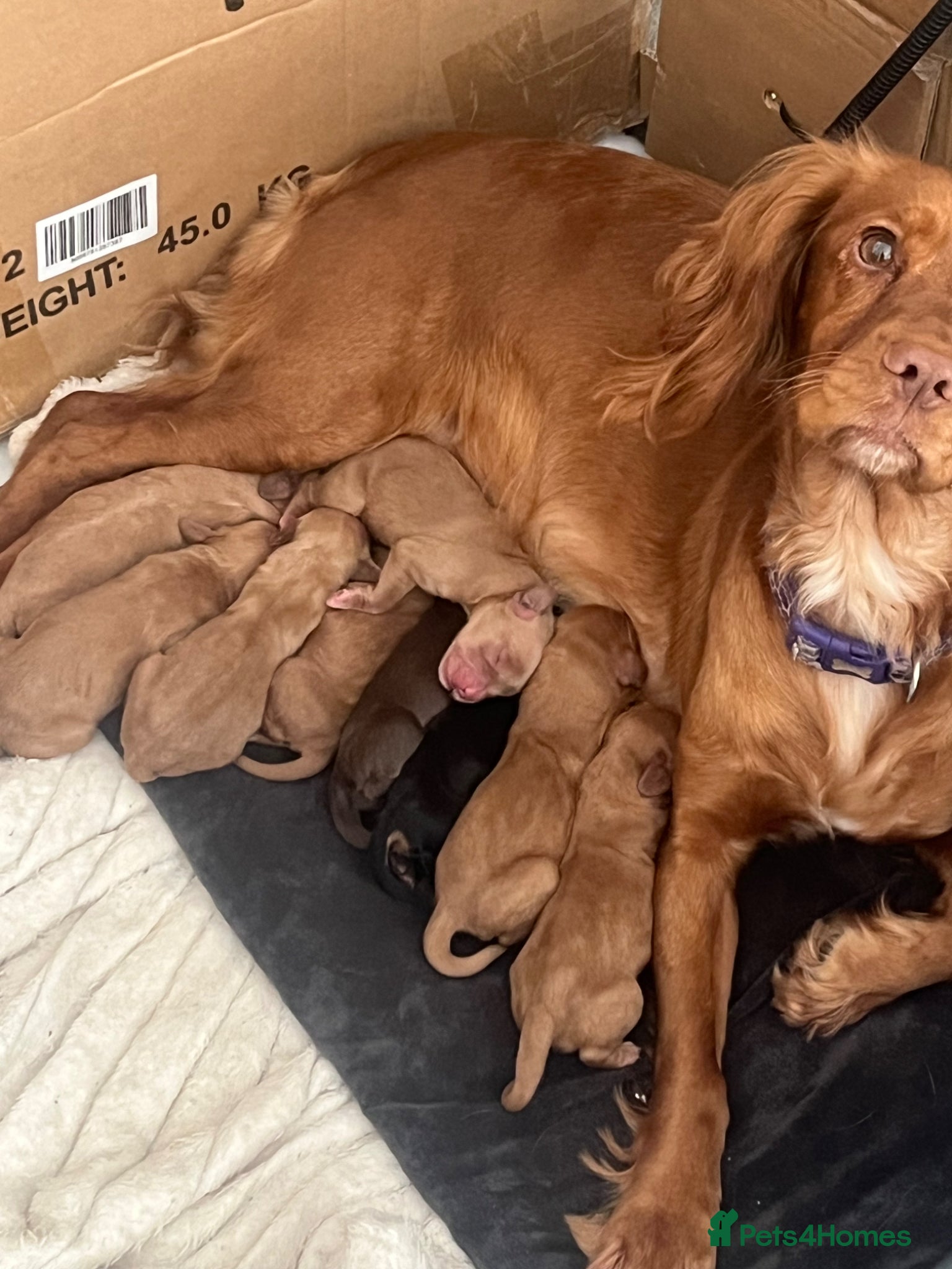 Cockapoo dogs cokerpoo puppies  - Advert 8