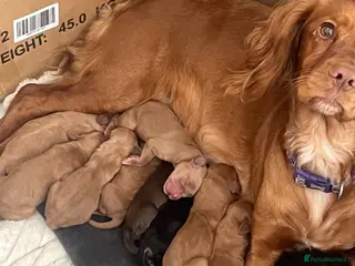 Cockapoo dogs cokerpoo puppies - Advert 9