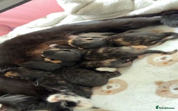 British Shorthair cats for sale: 2 Kittens left for sale! - Image 2