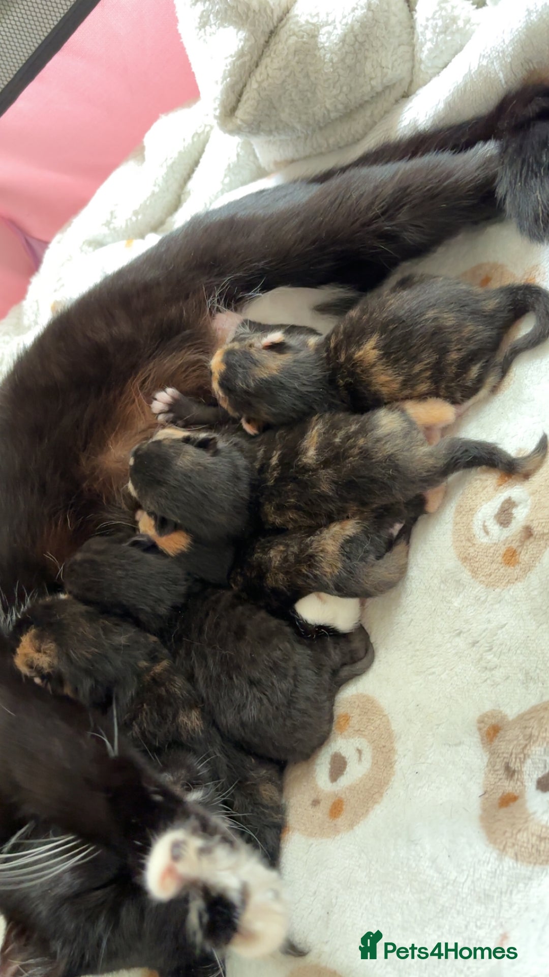 British Shorthair cats for sale: 2 Kittens left for sale! - Image 2