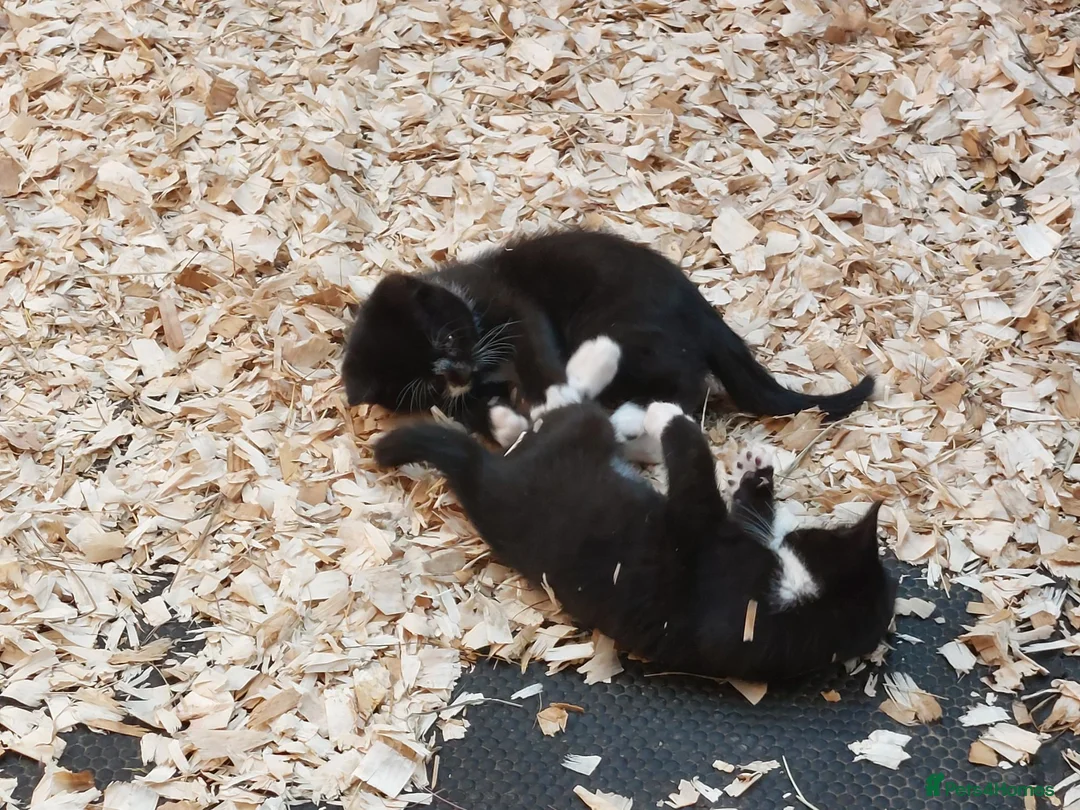 Mixed Breed cats for sale: 2 adorable kittens  - Advert 1